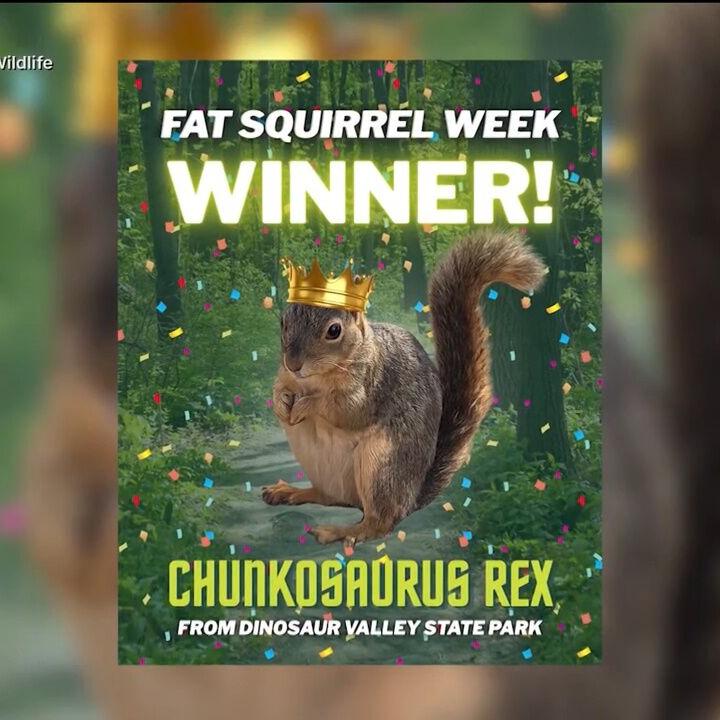 ‘Chunkosaurus Rex’ Crowned Fat Squirrel Week Winner